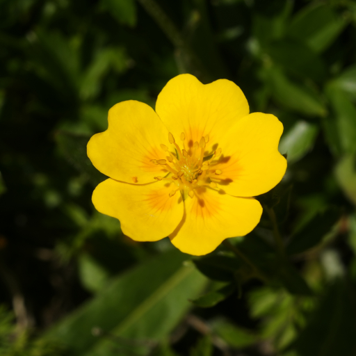Potentilla Aurea
