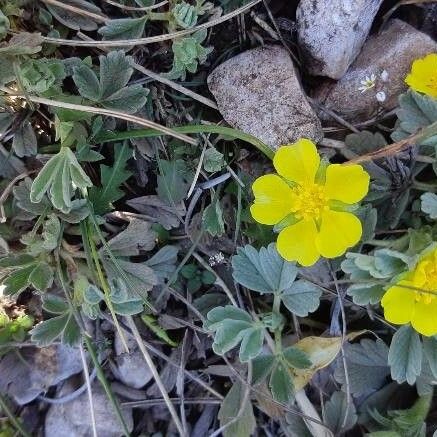 Potentilla Cinerea