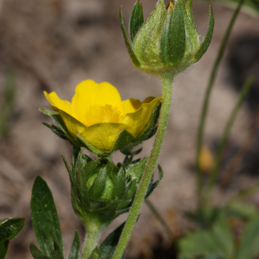 Potentilla Drummondii
