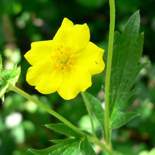 Potentilla Gracilis