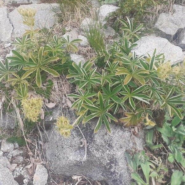 Potentilla Haynaldiana