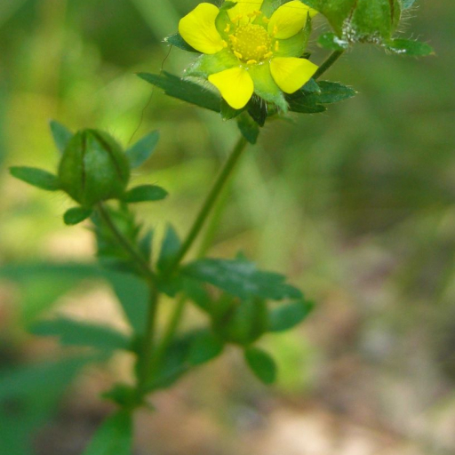 Potentilla Norvegica