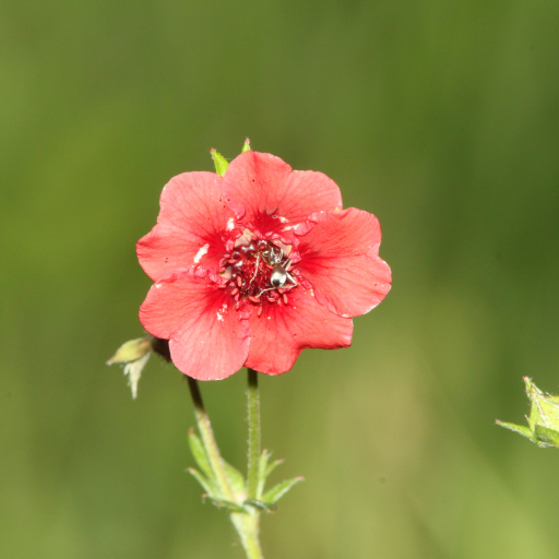 Potentilla Thurberi
