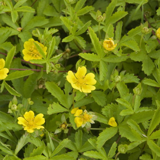Potentilla