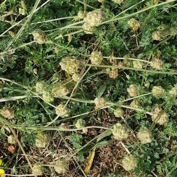 Poterium Verrucosum