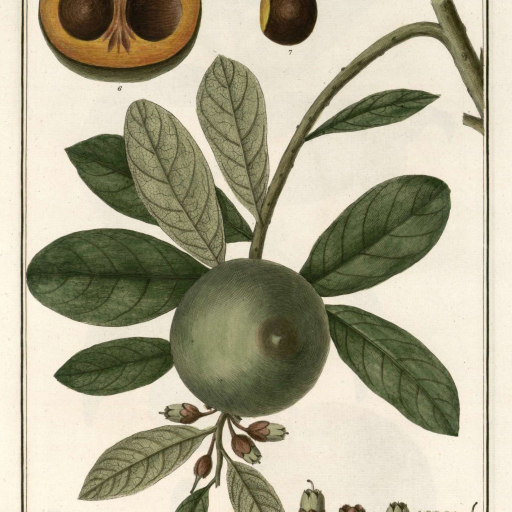 Pouteria Lucuma