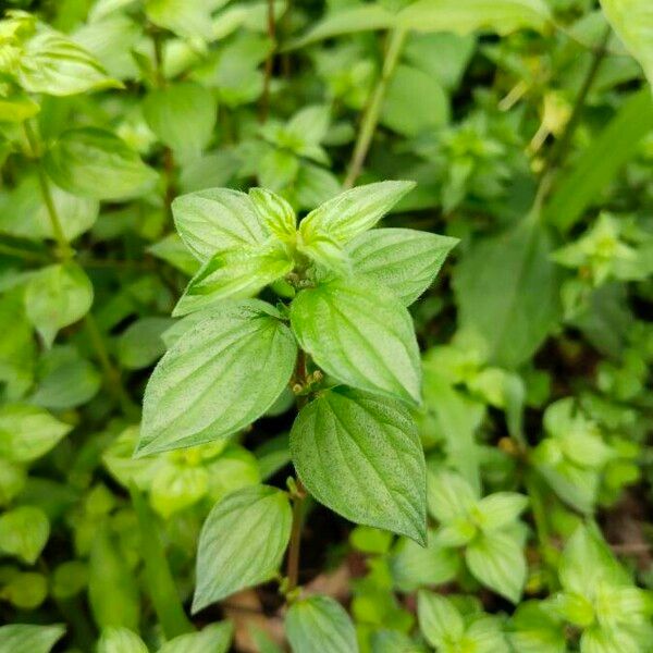 Pouzolzia Zeylanica