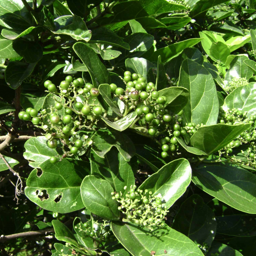 Premna Serratifolia
