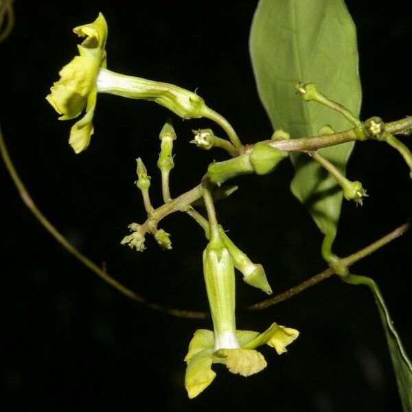 Prestonia Quinquangularis