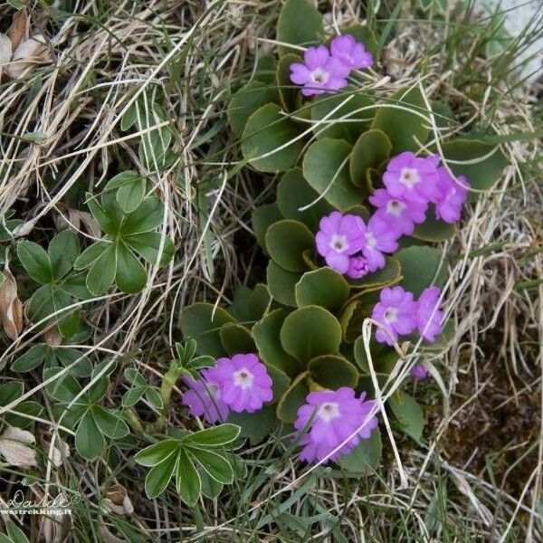 Primula Apennina