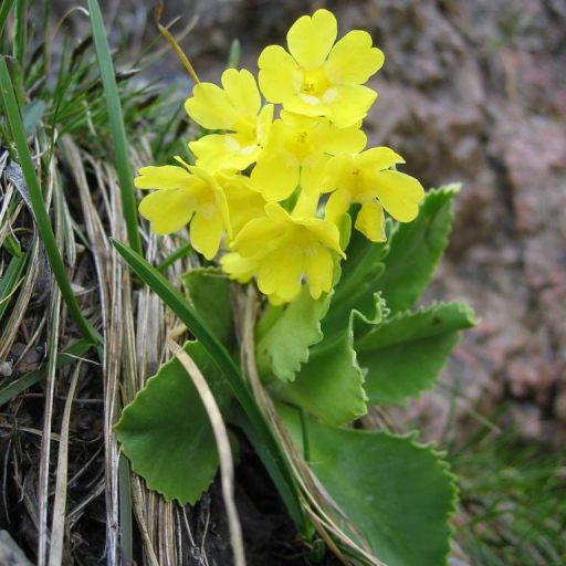 Primula Auricula