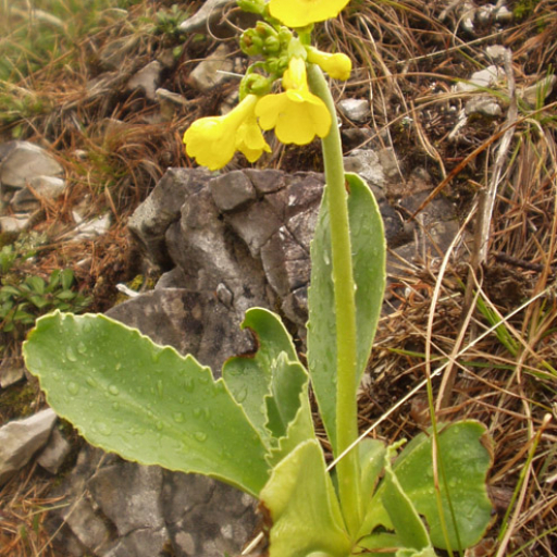 Primula Lutea