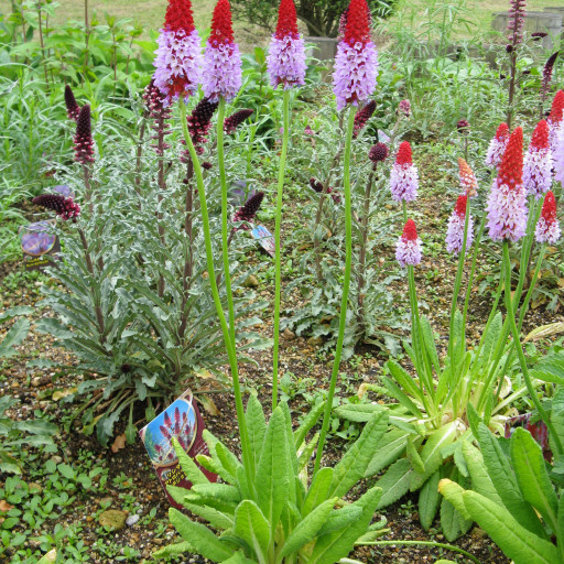 Primula Vialii