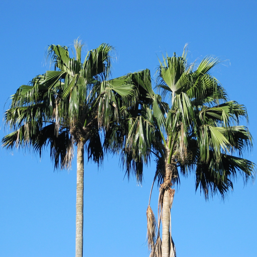 Pritchardia Remota