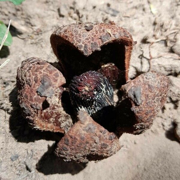 Prosopanche Americana