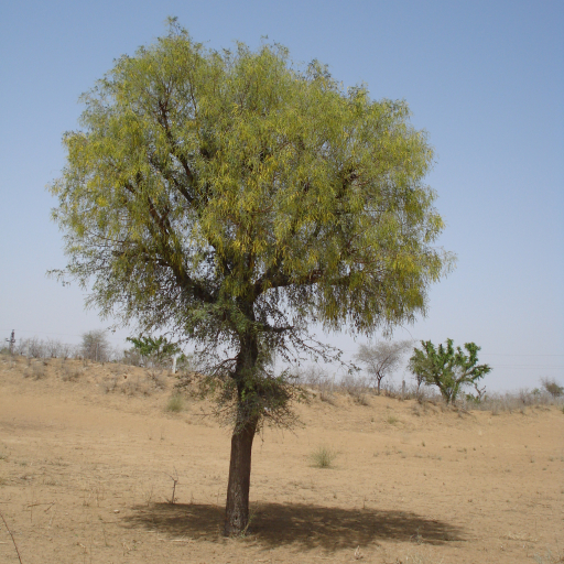 Prosopis Cineraria
