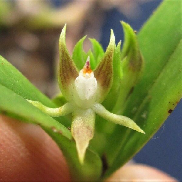 Prosthechea Pseudopygmaea