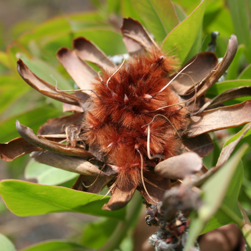 Protea Madiensis