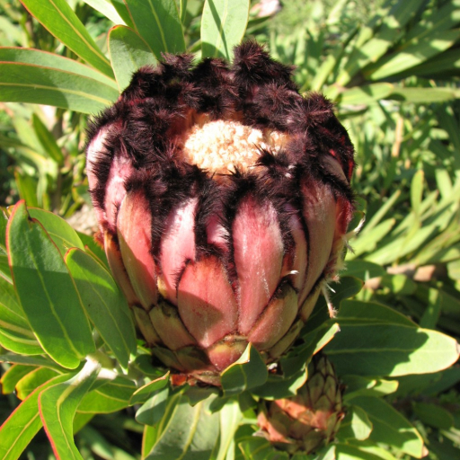 Protea Neriifolia