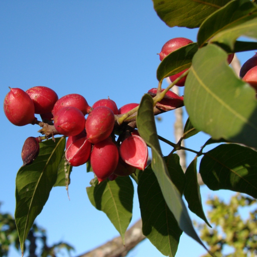 Protium Heptaphyllum