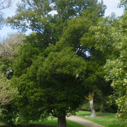 Prumnopitys Ferruginea