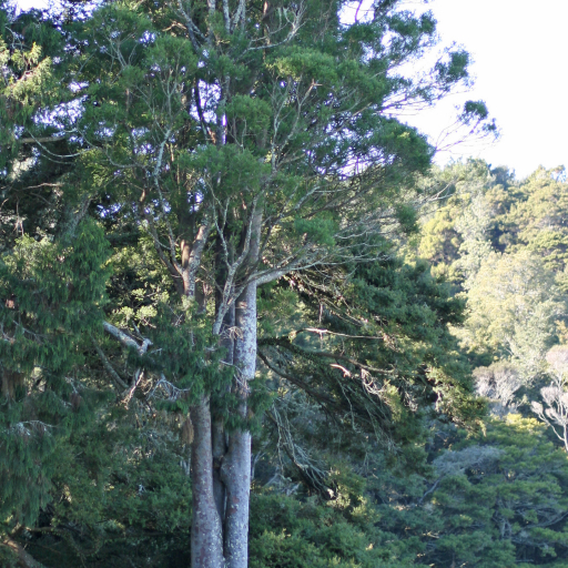 Prumnopitys Taxifolia