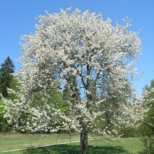 Wild Cherry Prunus Avium Plant Care How To Grow Water Wild Cherry Prunus Avium Plant Care How To Grow Water