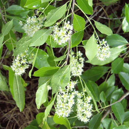 Prunus Caroliniana