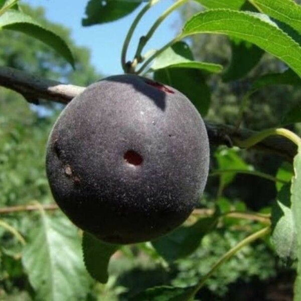 Black Apricot (Prunus × Dasycarpa) Care Guide: Water, Soil ...