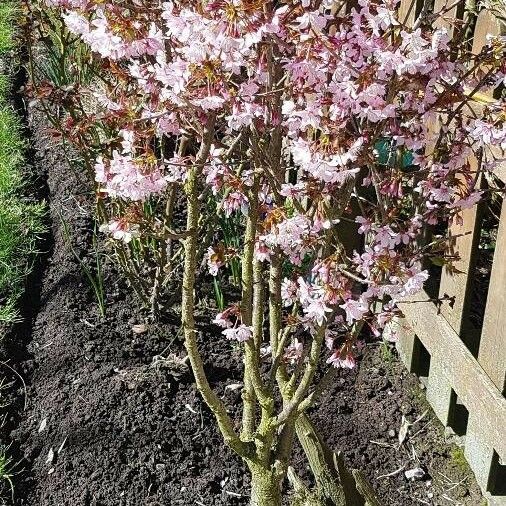 Prunus Kurilensis