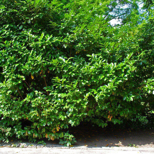 Prunus Laurocerasus