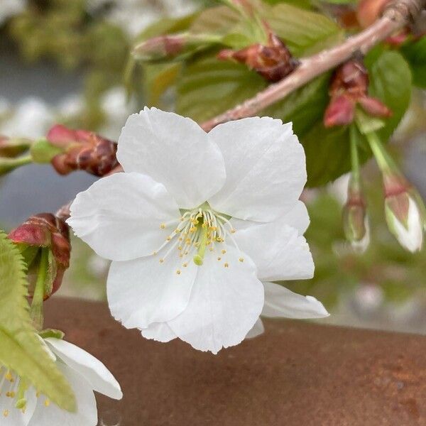 Prunus Speciosa