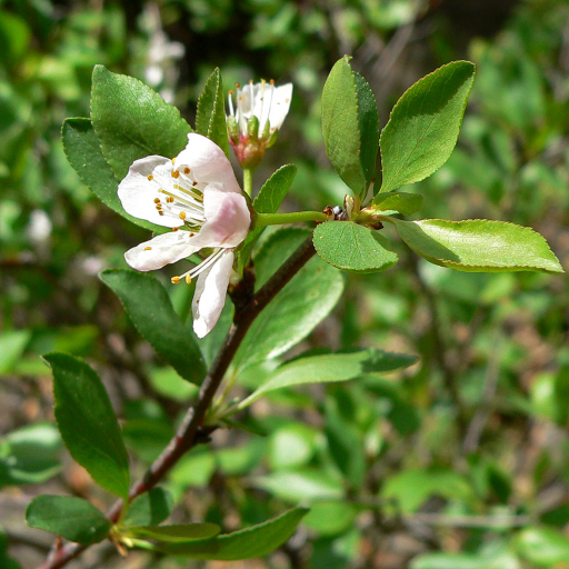 Prunus Subcordata