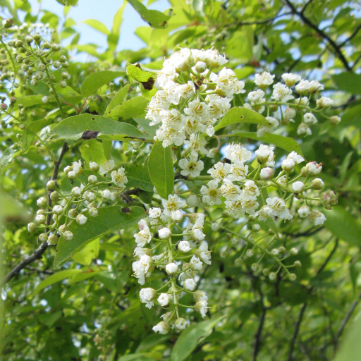 Prunus Virginiana