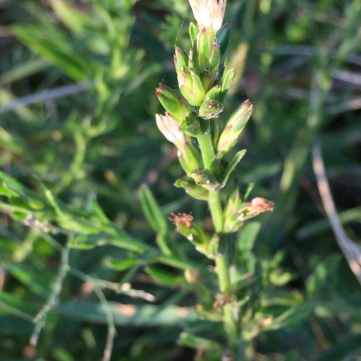 Pseudelephantopus Spicatus