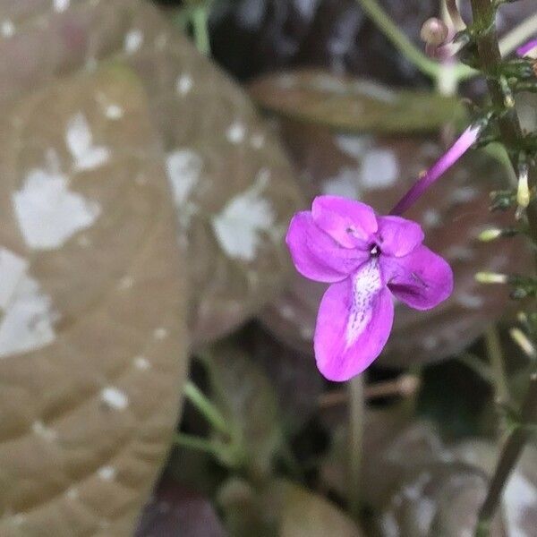 Pseuderanthemum Alatum