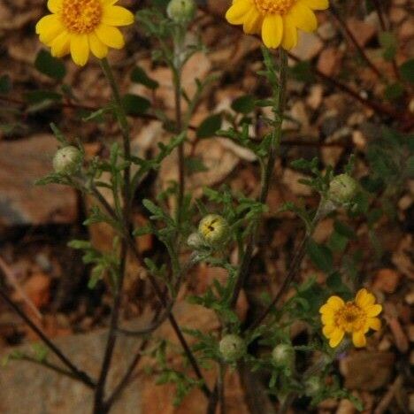 Pseudobahia Heermannii