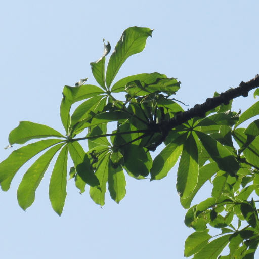 Pseudobombax Septenatum