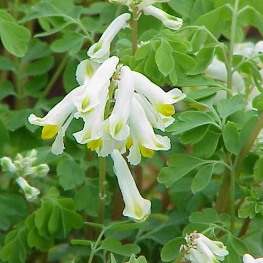 Pseudofumaria Alba