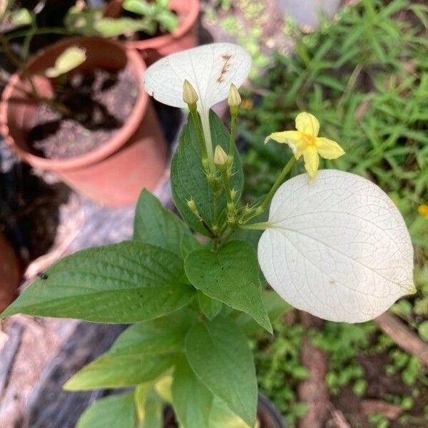 Pseudomussaenda Flava