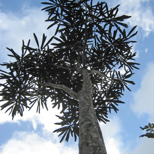 Pseudopanax Crassifolius