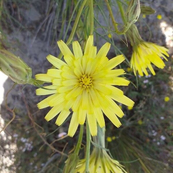 Pseudopodospermum Hispanicum