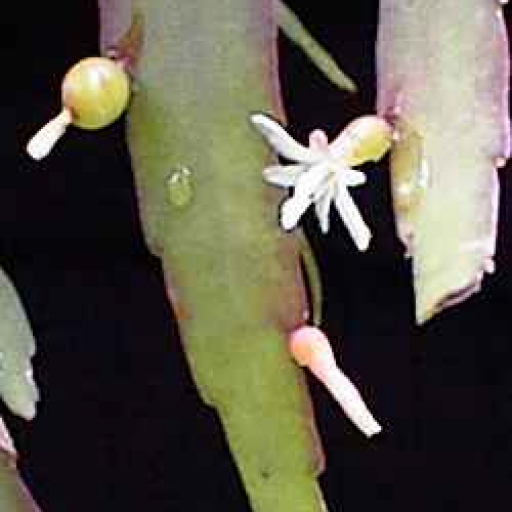 Pseudorhipsalis Ramulosa