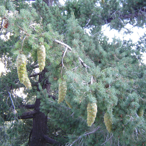 Pseudotsuga Macrocarpa