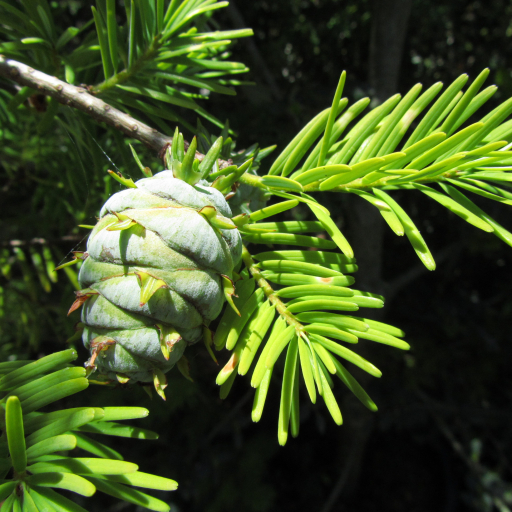 Pseudotsuga Sinensis