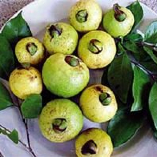 Psidium Friedrichsthalianum