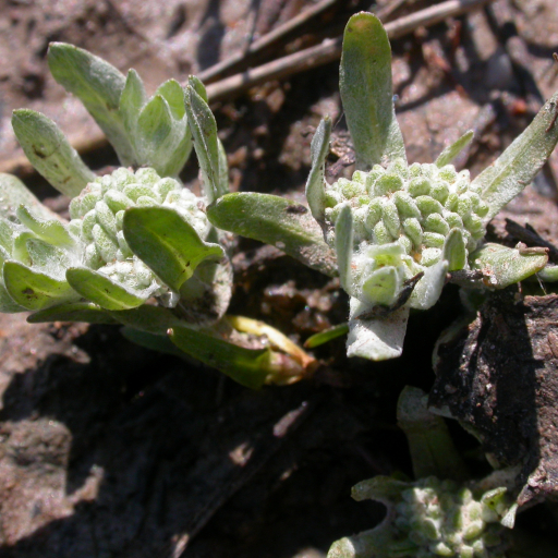 Psilocarphus Brevissimus