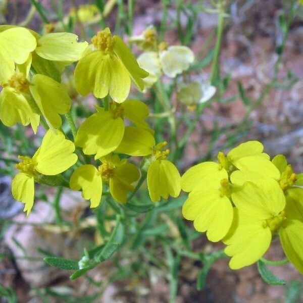 Psilostrophe Sparsiflora