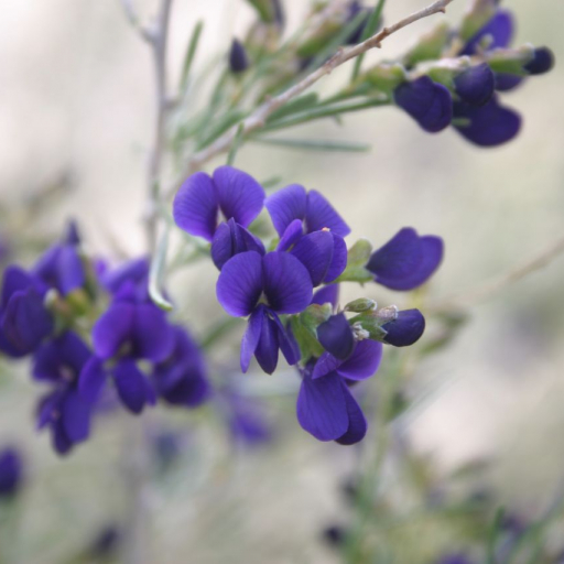 Psorothamnus Schottii