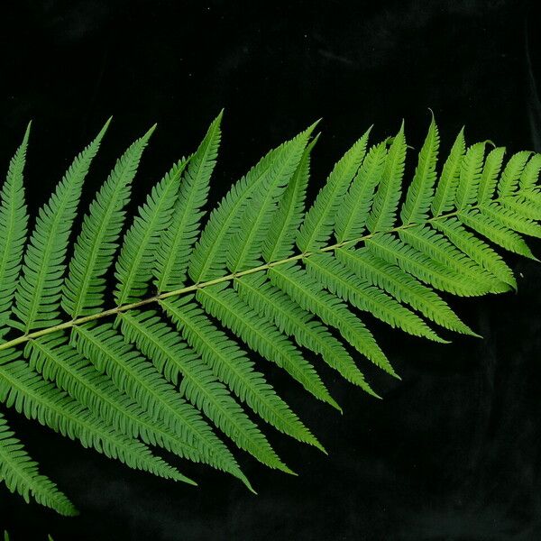 Pteris Wallichiana